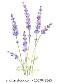 Picture Wildflowers Vector Stock Vector (Royalty Free) 1057942865 ...