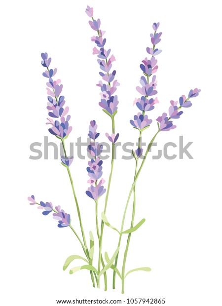 Picture Wildflowers Vector Stock Vector (Royalty Free) 1057942865 ...