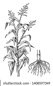 Pictured is an Indian corn is a tall widely cultivated American cereal grass bearing seeds on elongated ears, vintage line drawing or engraving illustration.