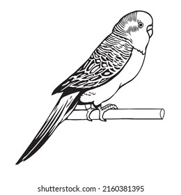 Pictures of black and white out line parrot