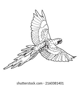Pictures of black and white out line parrot