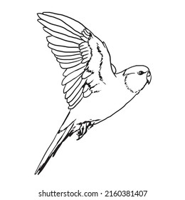 Pictures of black and white out line parrot