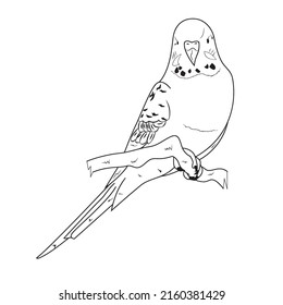 Pictures of black and white out line parrot