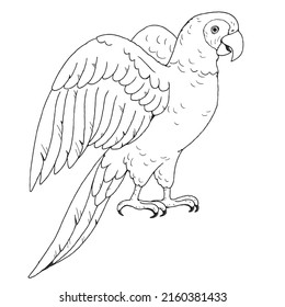 Pictures of black and white out line parrot