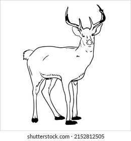 Pictures of line art deer for coloring small children
