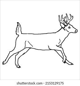 Pictures of line art deer for coloring small children