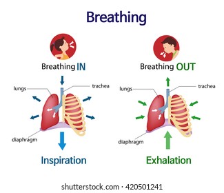 Pictures that show what happens to the lungs when you breath inhale and exhale