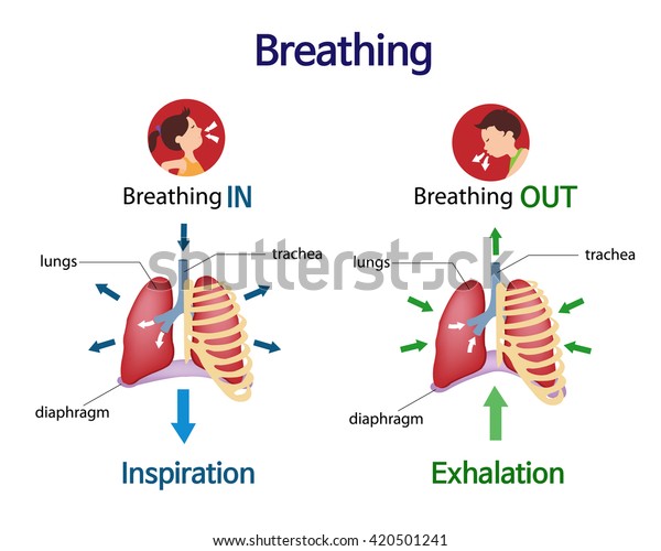 图片显示会发生什么肺部 当你呼吸吸气和呼气库存矢量图 免版税 420501241