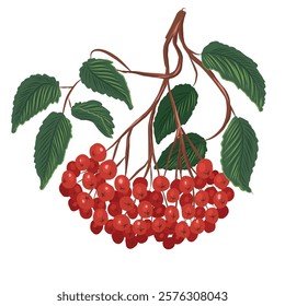 A picturesque branch of red ripe rowan. Vector illustration