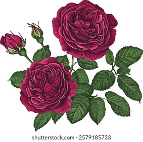 Picturesque full-blown dark red moody rose flower hand drawn in watercolor isolated on a white background. Botanical  illustration vector Floral watercolor element.
