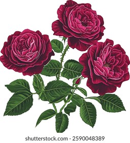 Picturesque full-blown dark red moody rose flower hand drawn in watercolor isolated on a white background. Botanical  illustration vector Floral watercolor element.
