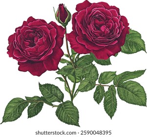 Picturesque full-blown dark red moody rose flower hand drawn in watercolor isolated on a white background. Botanical  illustration vector Floral watercolor element.
