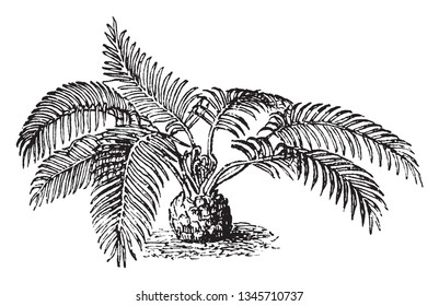 A picuture of fern plant. The some fern are used for food, medicine or as ornamentals, vintage line drawing or engraving illustration.