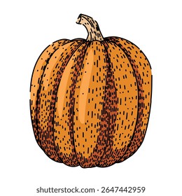 pie pumpkin hand drawn. orange squash, lantern patch, fall festival pie pumpkin vector sketch. isolated color illustration