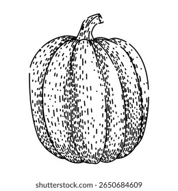 pie pumpkin hand drawn. orange squash, lantern patch, fall festival pie pumpkin vector sketch. isolated black illustration