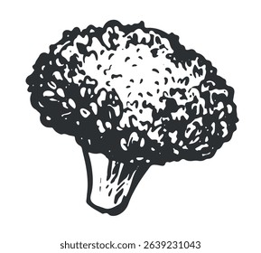 A piece of Broccoli lies on the table. Vector sketch of cabbage, imitation of old engraving technique. Black and white ink drawing. Cauliflower on a white background.