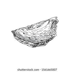 A piece of cabbage in line art style.