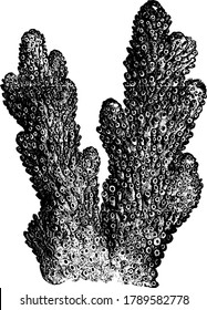 Piece of coral founded underwater used as medicinal purpose, vintage line drawing or engraving illustration.