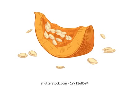 Piece of fresh ripe pumpkin with scattered seeds. Cut part of raw autumn squash. Fall orange vegetable drawn in vintage style. Realistic colored vector illustration isolated on white background