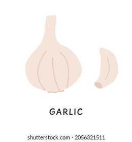A piece of peeled garlic clove and fresh raw whole bulb of aromatic vegetables. Colored simple hand-drawn doodle style vector illustration on white background.