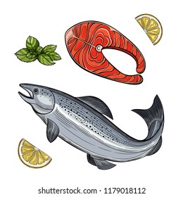 Piece of salmon. Salmon. Seafood. Lemon, mint. Vector illustration. Isolated images on white background. Vintage style.