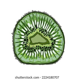 Piece or slice of fresh kiwi isolated, white background. Green sour fruit. Realistic cartoon style hand-drawn vector illustration of exotic tropical fragrant food for menu, packaging design.