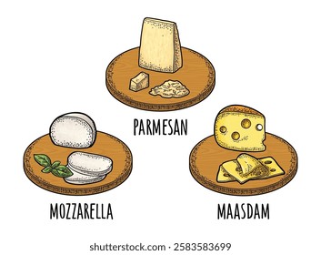 Pieces of cheese maasdam, mozzarella, parmesan on wood board. Vector color vintage engraving illustration isolated on white background.
