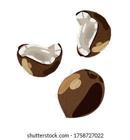 Pieces of coconut, a set of cut halves of white coconut .Vector illustration of a fruit coconut, on a white background