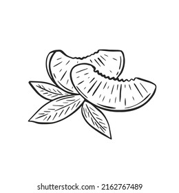 Trozos de melocotón con la mano de composición de hojas grabadas. Esbozo de frutas exóticas tropicales rebanadas. Esquema negro sobre el fruto de fondo blanco y el follaje. Ilustración vectorial saludable de alimentos orgánicos