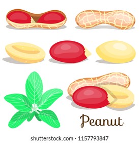 Pieces peanut set nut set for template label,packaging snack,emblem farmer market design. Whole, half, cut, brown, red peanut with green leaves. Peeled peanut nut in shell. peeled half nutlet,nut