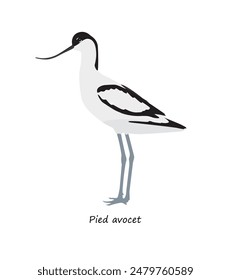 Pied avocet (Recurvirostra avosetta) isolated on white background. Vector illustration	