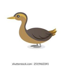 Pied Billed Grebe bird isolated flat vector illustration on white background.