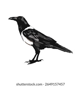 Pied Crow ilustração vetor desenho sobre fundo branco vol 01