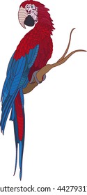 Pied parrot executed is in red tones