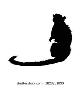 Pied Tamarin (Saguinus Bicolor) Sitting On a Side View Silhouette Found In Map Of South America. Good To Use For Element Print Book, Animal Book and Animal Content