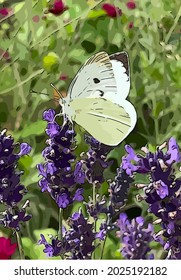 Pierini butterfly single on lavender flowers