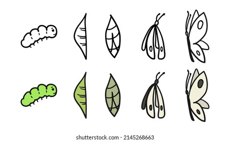 Pieris brassicae metamorphosis. Caterpillar to butterfly development process cocoon transformation, life cycle, growth cabbage butterfly, hand drawn sketch vector illustration. Insect metamorphose.