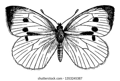 Pieris Brassicae which they pass the winter vintage line drawing or engraving illustration.