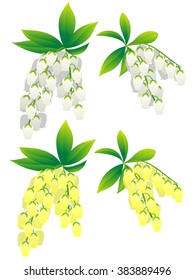 Pieris japonica 2 color set (white, yellow)