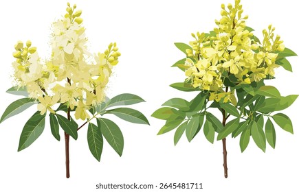 Pieris japonica tree, conjunto de árvore de fístula de Cassia, vista frontal isolada, ilustração vetorial, folhagem botânica, arbusto sempre verde, flor de chuveiro dourado, planta de paisagismo jardim, flora ornamental.