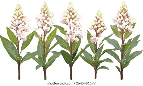 Pieris japonica recorte de árvore, planta andromeda japonesa isolada, ilustração vetorial, arbusto de jardim, folhagem ornamental, arbusto perene, arte da natureza botânica, projeto da paisagem.