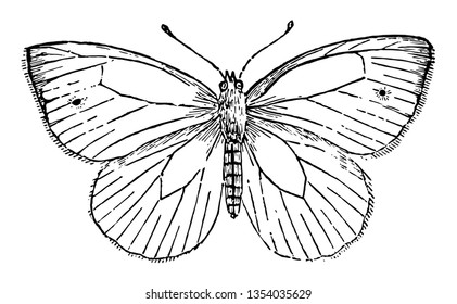 Pieris Napi is very like the cabbage butterfly vintage line drawing or engraving illustration.