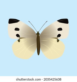 

Pieris rapae or small white butterfly. The insect is cut out on a blue background
