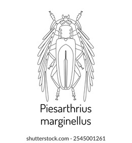 Piesarthrius marginellus Fauna para colorear. Boceto gráfico de un escarabajo aislado con título. Ilustración vectorial.