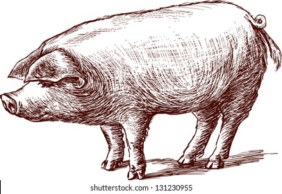 pig