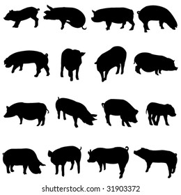 pig from all over the world