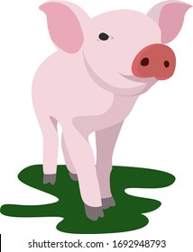 Porco animal, ilustração, vetor sobre fundo branco