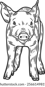 Pig baby piglet swine pork hog standing front view young engraving hand drawn illustration black white isolated vintage line art sketch silhouette graphic style poster label web