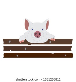 PIG BEYOND THE FENCE VECTOR DRAWING