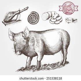 pig breeding. vector sketch on a white background